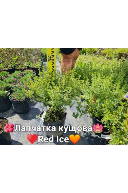 Перстач чагарниковий Ред Айс - 3л/вис.20-30см/Ø20-30см